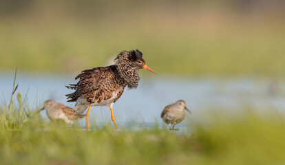 Ruff - male bird at a wetland on the mating season in spring