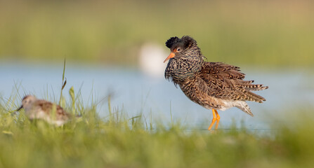 Ruff - male bird at a wetland on the mating season in spring
