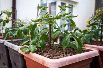 Young tomato plants growing outdoors in flowerpots