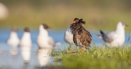 Ruff - male bird at a wetland on the mating season in spring