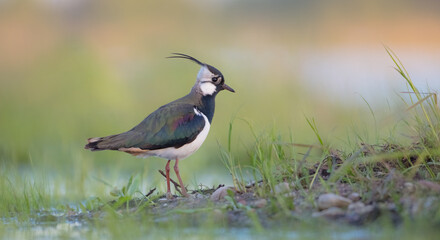 Northern lapwing - male bird at a wetland in spring
