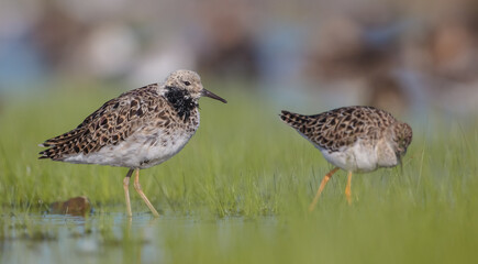  The ruff - pair at wetland on a mating season in spring
