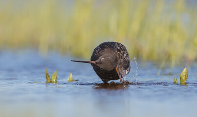 Spotted redshank  - in spring feeding at wetland  on the migration way