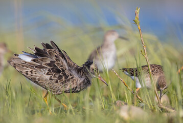 Ruff - male bird at a wetland on the mating season in spring