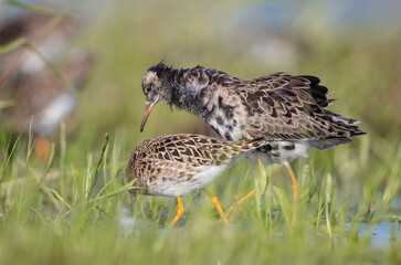  The ruff - pair at wetland on a mating season in spring