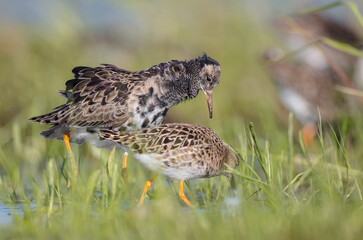 Fototapeta premium The ruff - pair at wetland on a mating season in spring