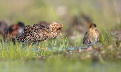 Ruff - male bird at a wetland on the mating season in spring