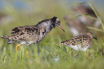  The ruff - pair at wetland on a mating season in spring