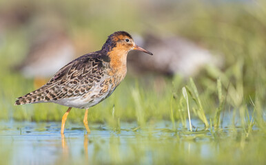 Ruff - male bird at a wetland on the mating season in spring