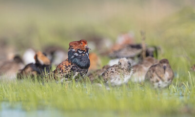 Ruff - male bird at a wetland on the mating season in spring