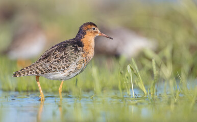 Ruff - male bird at a wetland on the mating season in spring
