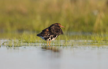 Ruff - male bird at a wetland on the mating season in spring