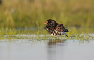 Ruff - male bird at a wetland on the mating season in spring