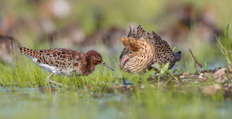  The ruff - pair at wetland on a mating season in spring