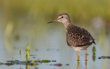 Wood Sandpiper  - in spring on the migration way at wetland