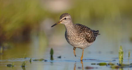 Wood Sandpiper  - in spring on the migration way at wetland