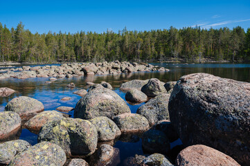 Fototapeta na wymiar landscape with stones in lake against background of a spruce forest on sunny summer day. Moraines in Karelia in Russia