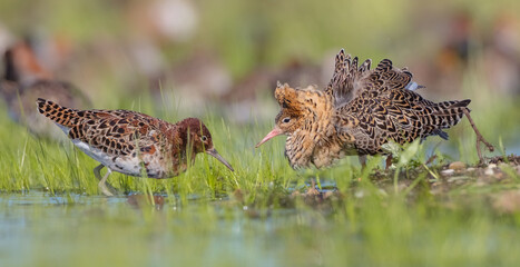 The ruff - pair at wetland on a mating season in spring
