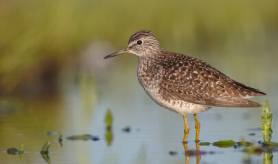 Wood Sandpiper  - in spring on the migration way at wetland