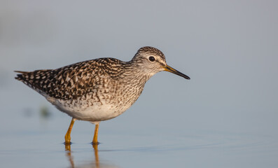 Wood Sandpiper  - in spring on the migration way at wetland