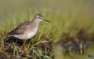 Wood Sandpiper  - in spring on the migration way at wetland