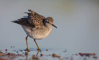 Wood Sandpiper  - in spring on the migration way at wetland