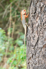 Breeding plumage Changable garden lizard, Calotes versicolor at Satara, Maharashtra