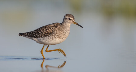 Wood Sandpiper  - in spring on the migration way at wetland