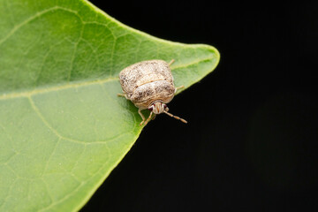Bean plastid beetle, Megacopta cribraria at Satara, Maharashtra