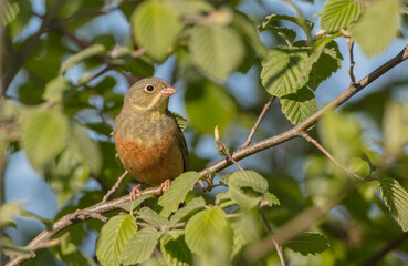 Ortolan bunting - male bird in spring