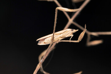 Crambid moth, Crambus pascuella at Satara, Maharashtra