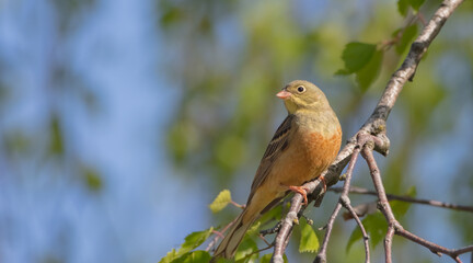 Ortolan bunting - male bird in spring