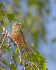 Ortolan bunting - male bird in spring