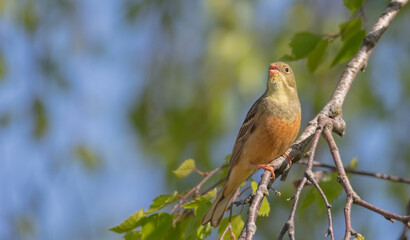 Ortolan bunting - male bird in spring