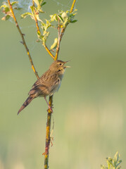 Fototapeta premium Common grasshopper warbler - at the meadow in spring