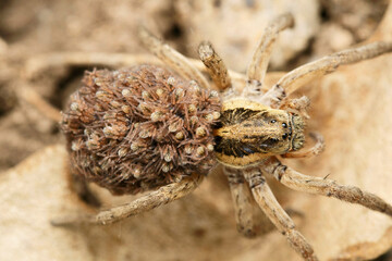 Dorsal of Wolf spider with babies, Lycosa sp at Satara, Maharashtra
