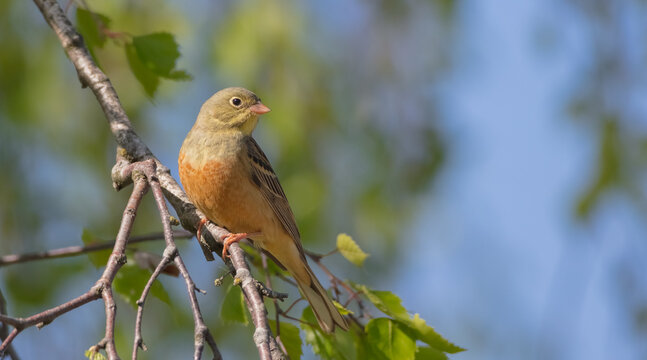 Ortolan bunting - male bird in spring
