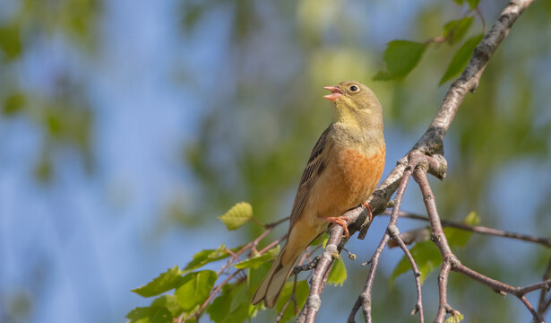 Ortolan bunting - male bird in spring