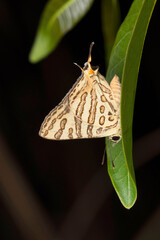 Plumbeous Silverline butterfly, Spindasis schistacea at Satara, Maharashtra