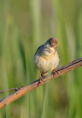 Marsh warbler - at the meadow in spring