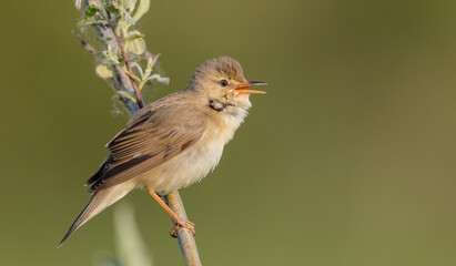 Marsh warbler - at the meadow in spring
