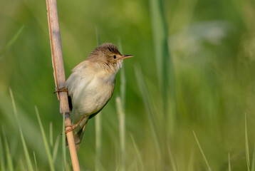 Marsh warbler - at the meadow in spring