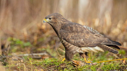 Common Buzzard in early spring at a wet forest
