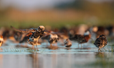 Ruff - male bird at a wetland on the mating season in spring
