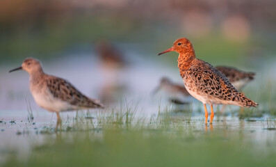  The ruff - pair at wetland on a mating season in spring