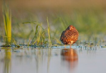 Ruff - male bird at a wetland on the mating season in spring