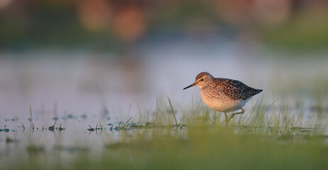 Wood Sandpiper  - in spring on the migration way at wetland