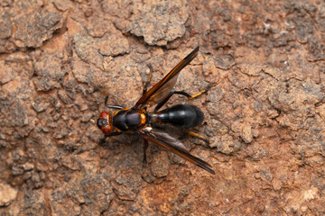 Wasp mimic bee, Hyleoides concinna at Satara, Maharashtra