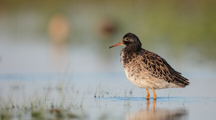 Ruff - male bird at a wetland on the mating season in spring