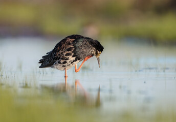 Ruff - male bird at a wetland on the mating season in spring